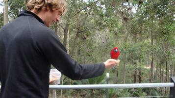 Una persona sosteniendo un pájaro rojo cerca de una barandilla metálica en un área boscosa.