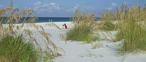 A sandy beach with tall grasses and a clear blue sky.