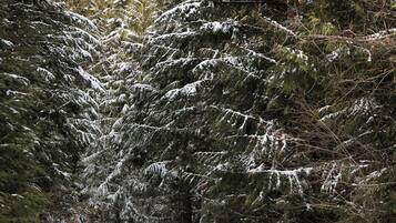 En person utklädd till räv åker skidor nedför en snötäckt stig omgiven av träd.