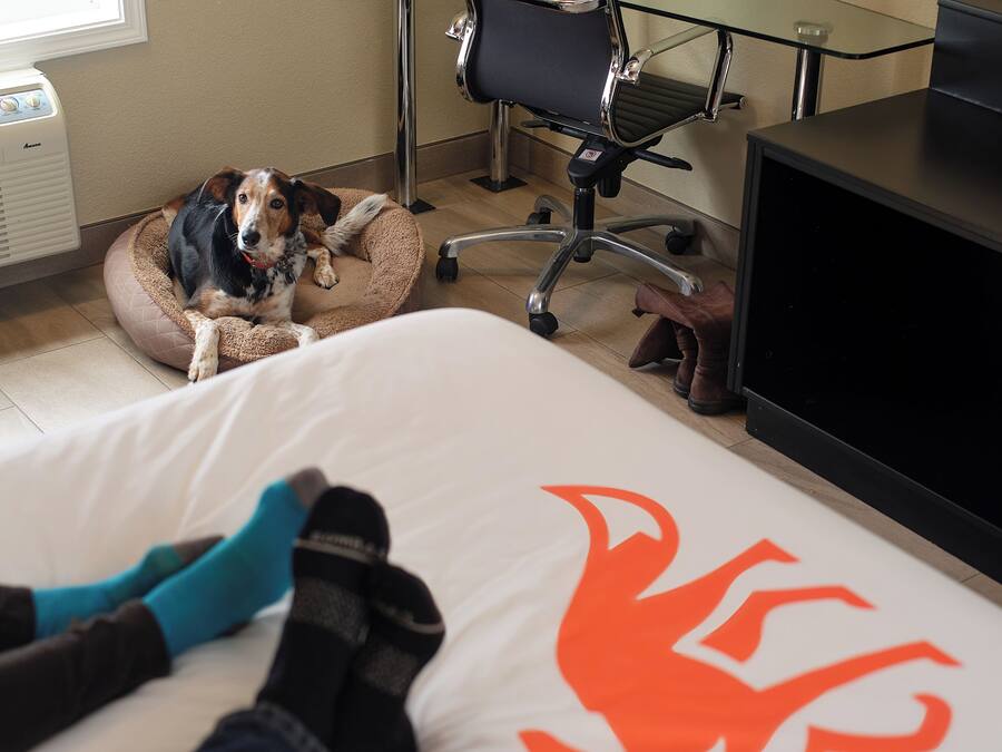 A hotel room with a bed, a dog bed, a desk, and a chair.