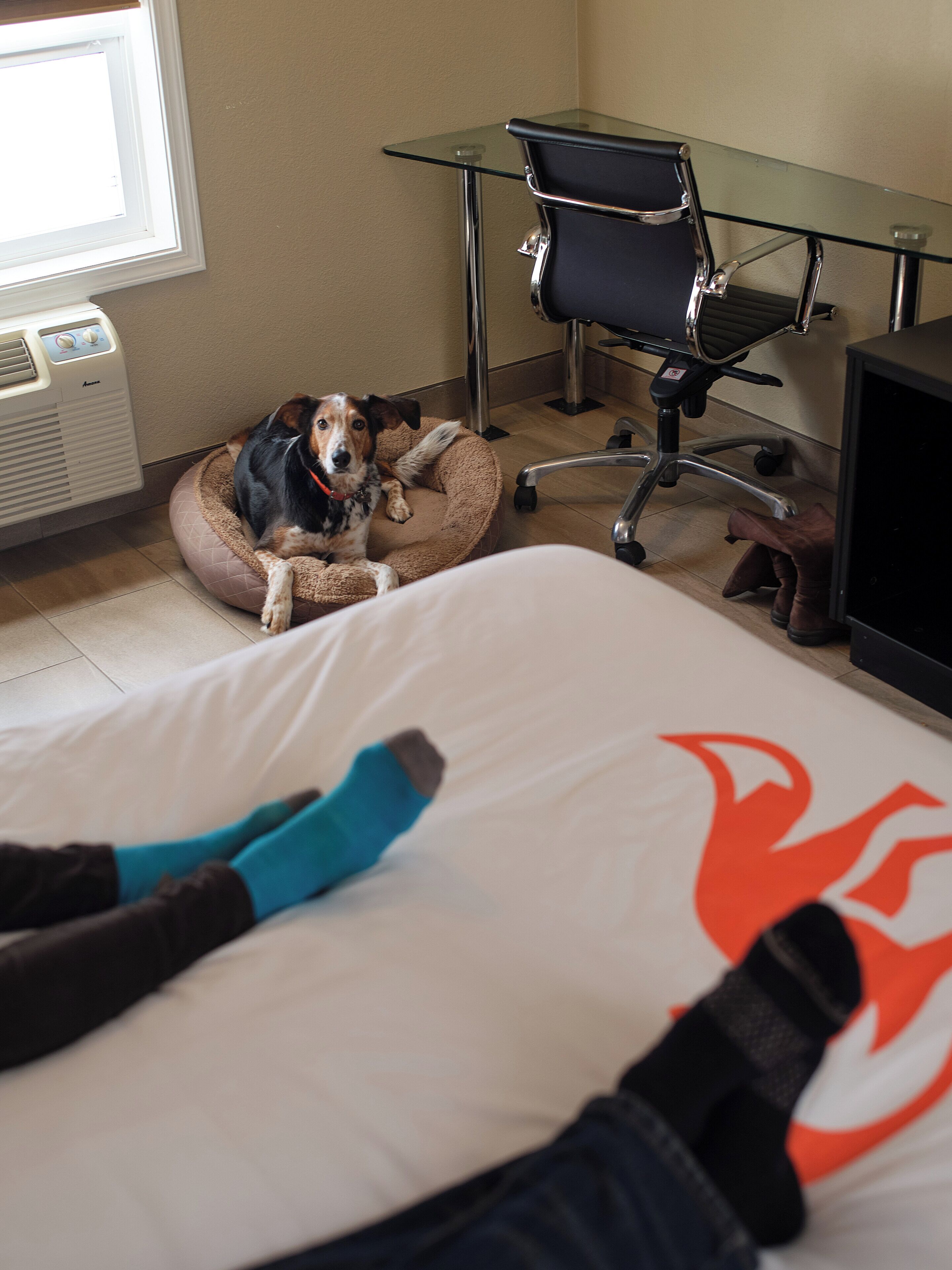 Hotellihuone, jossa on sänky, koiranpeti, työpöytä ja tuoli.