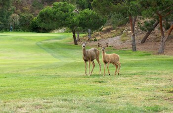 Property grounds at The Ranch at Laguna Beach