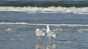 Dos gaviotas en una playa con olas al fondo.