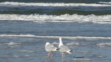 Strand, tengerpart