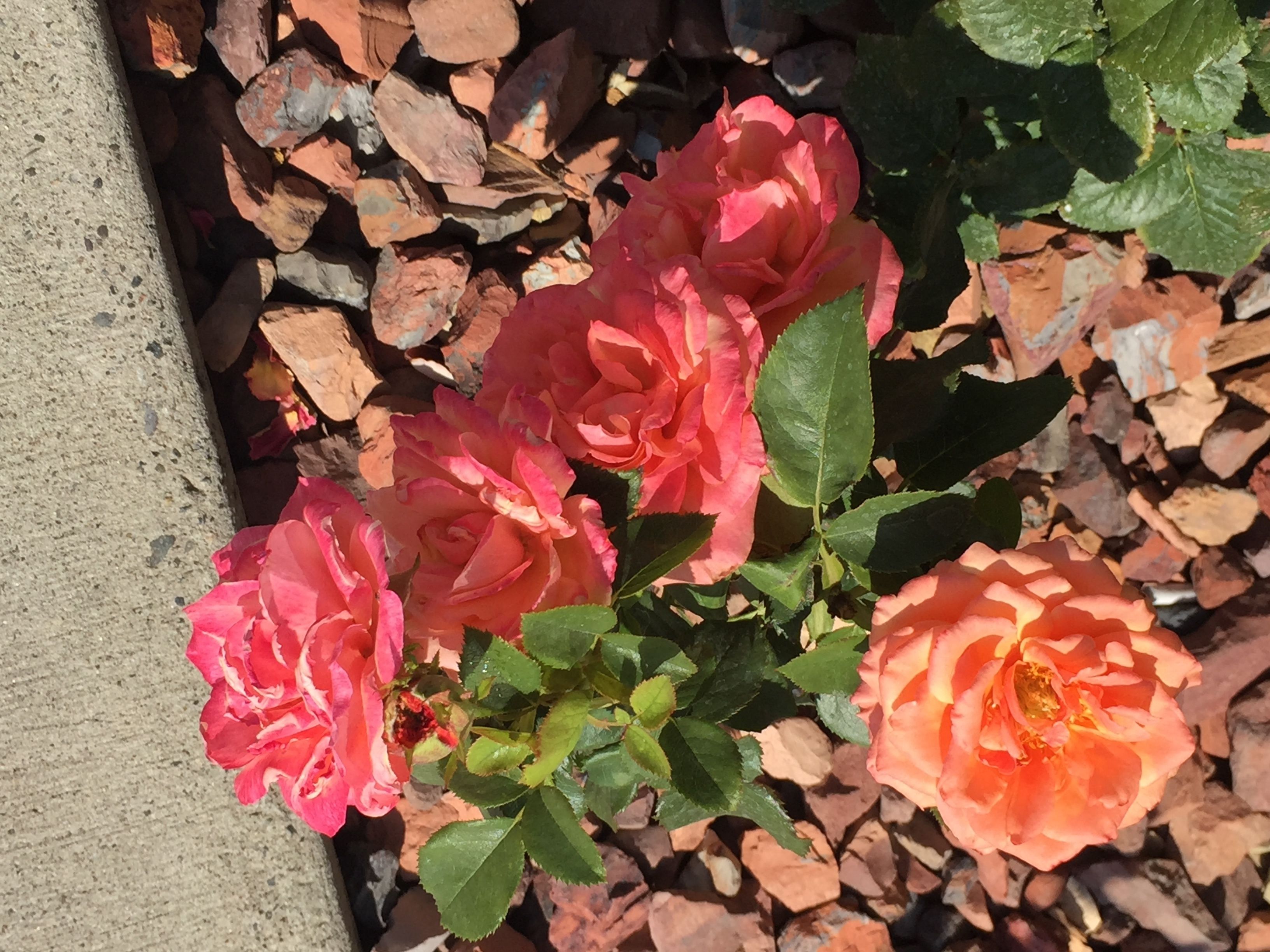 A garden bed with pink and orange roses surrounded by rocks.