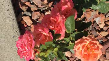 A garden bed with pink and orange roses surrounded by rocks.