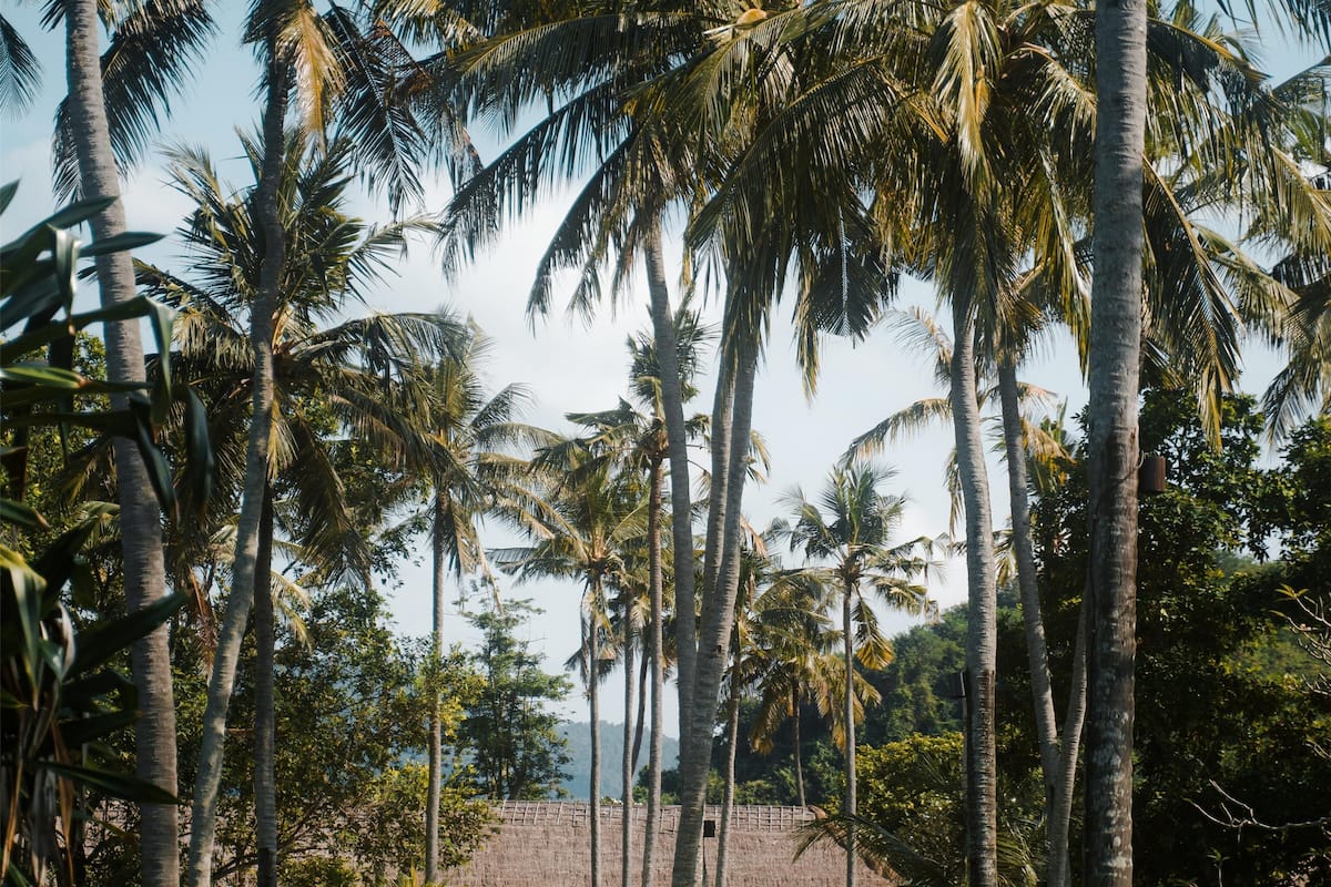 A resort with tall palm trees, thatched-roof buildings, and outdoor seating areas.