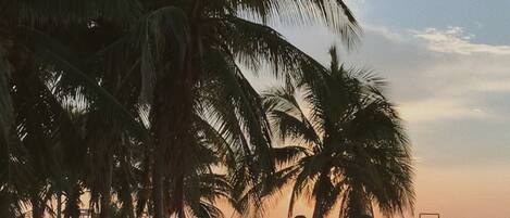 A pathway lined with palm trees and a gazebo, leading towards a sunset.