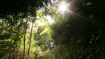 Un sendero estrecho en el bosque con luz solar filtrándose entre los árboles.