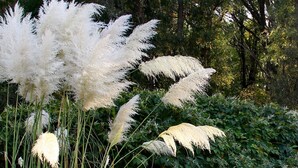 A garden with tall white ornamental grasses, a small tree in a pot, and a stone pathway. - Hotel Wippertal (Ilberstedt)