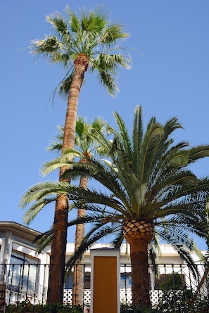 Una palmera alta frente a un edificio con una cerca blanca y un balcón.