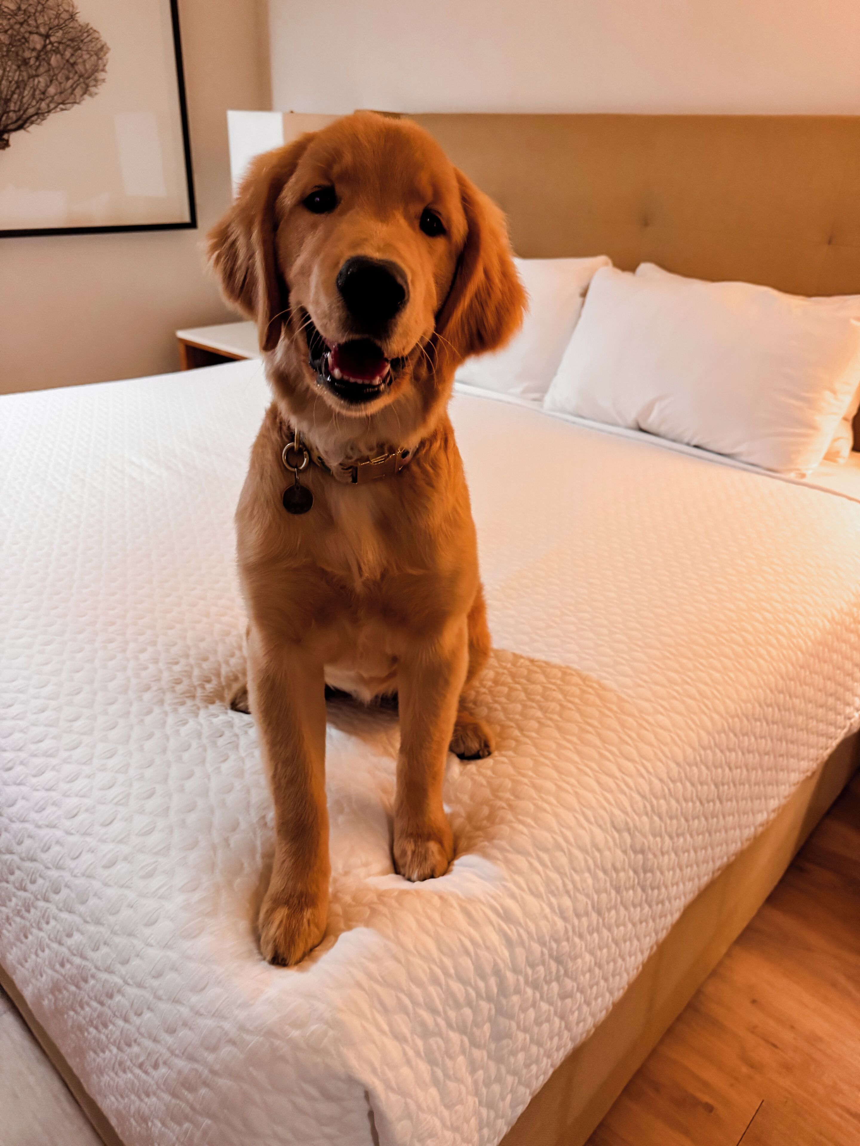 Een hond zit op een bed met een wit geborduurde hoes.