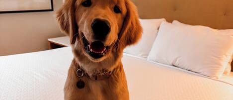 Een hond zit op een bed met een wit geborduurde hoes.