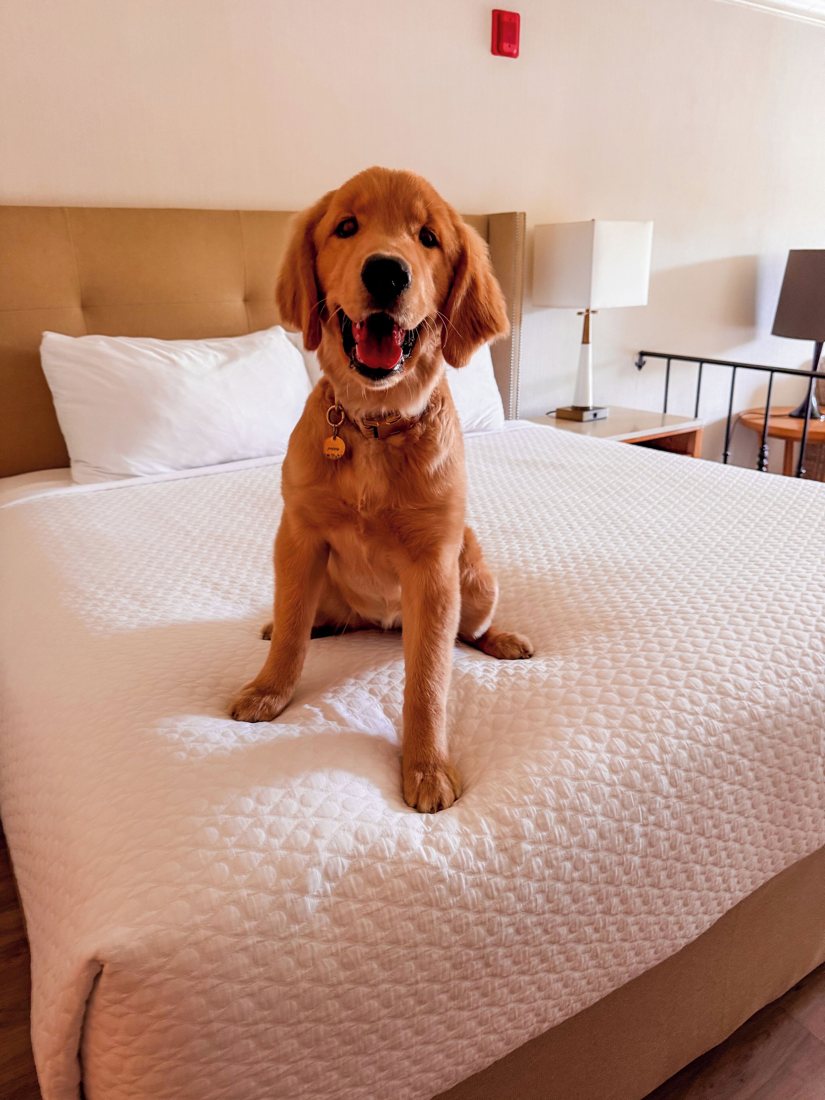 premium bedding, pillow-top beds, iron/ironing board, free wifi