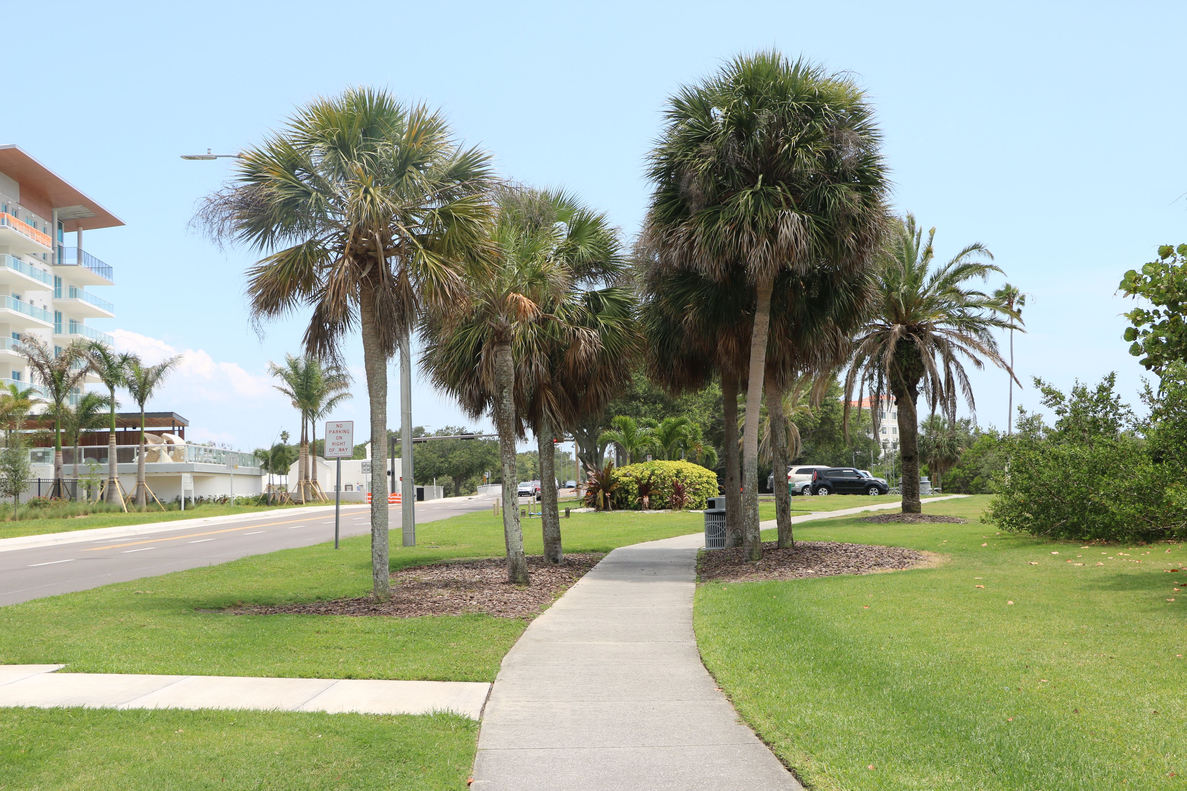 A sidewalk lined with palm trees and a road with vehicles.