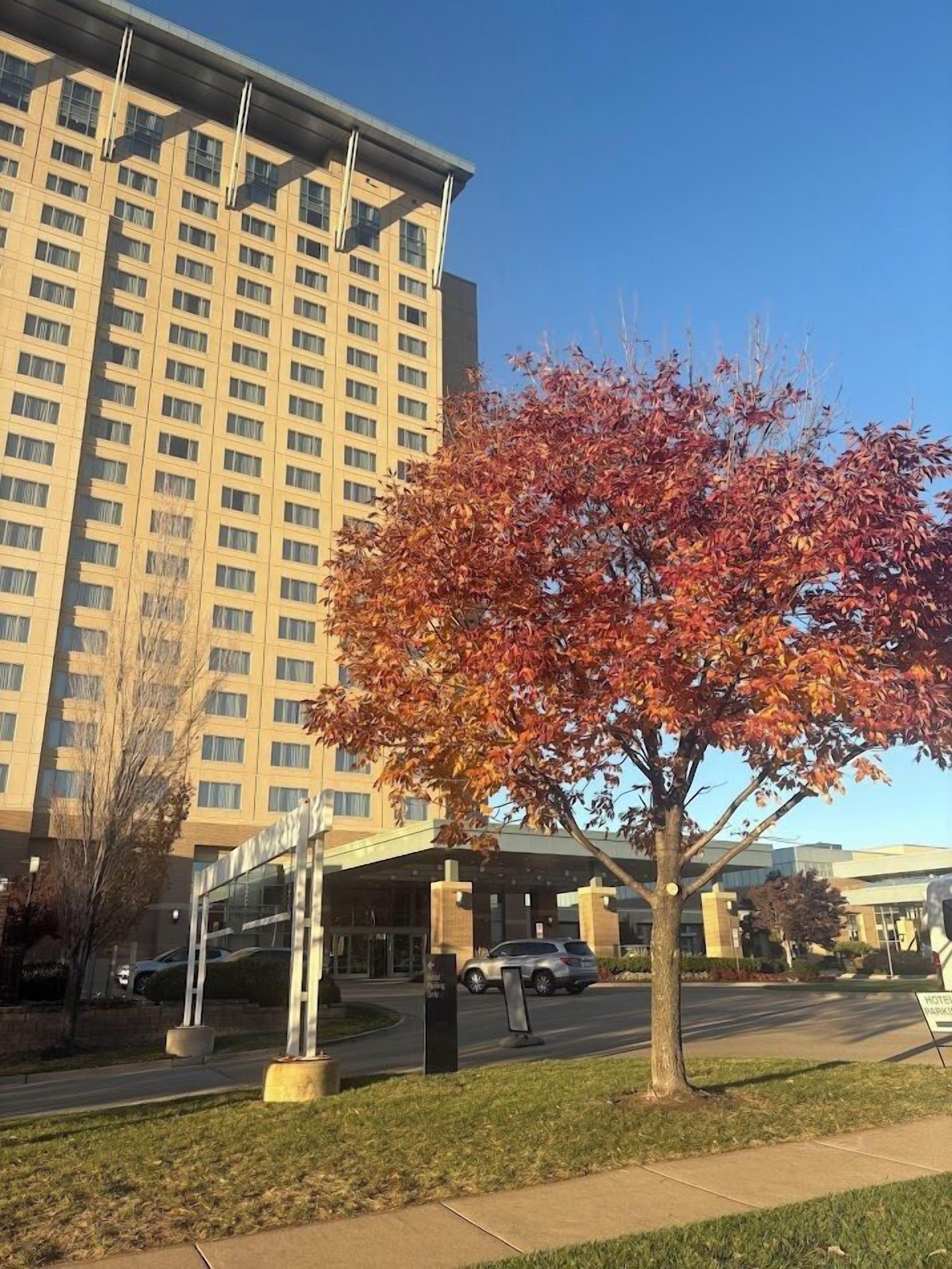 A hotel entrance with a large building in the background, a tree with autumn leaves, and a clear sky.