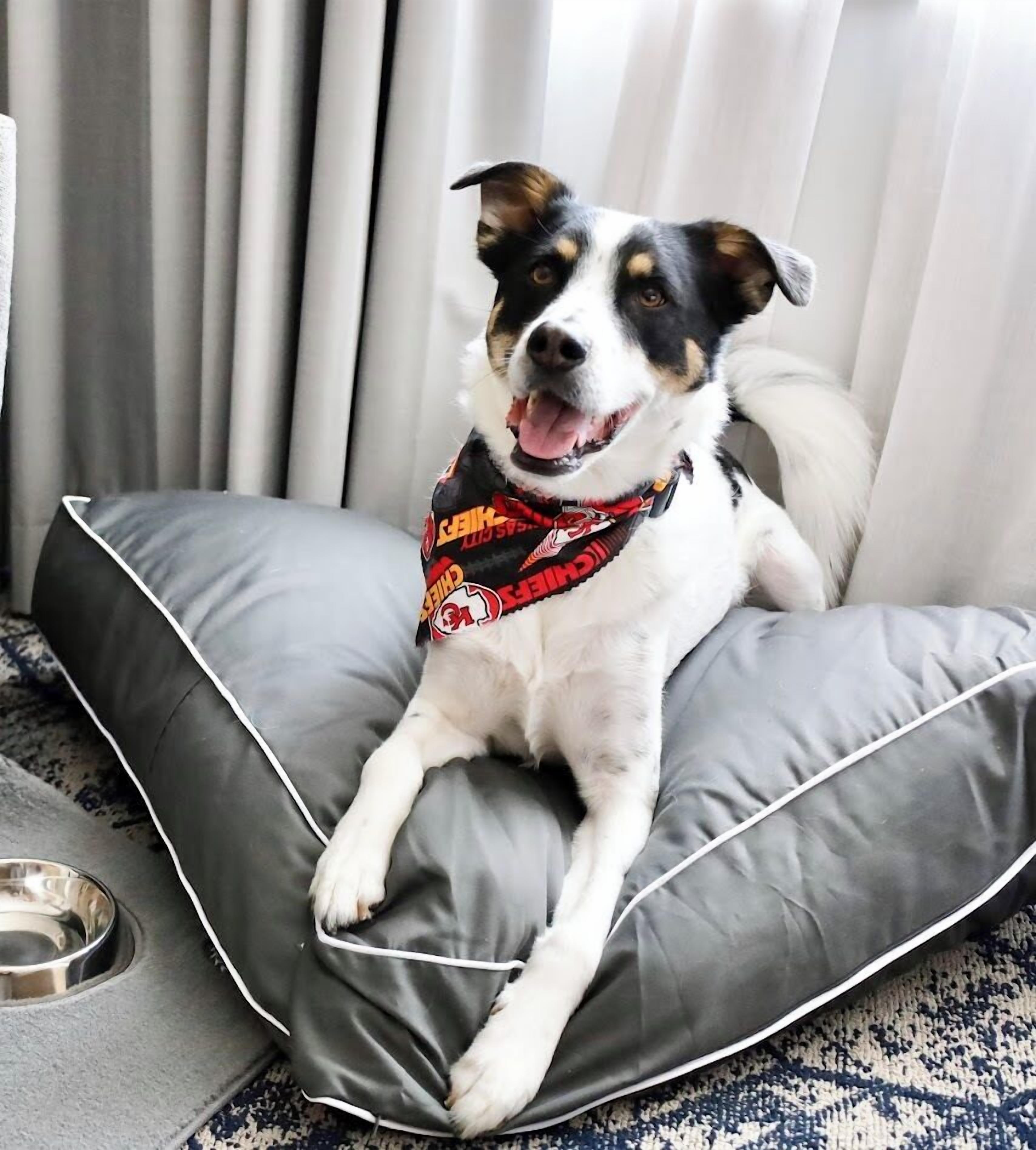 A dog sitting on a grey pet bed with a collar.