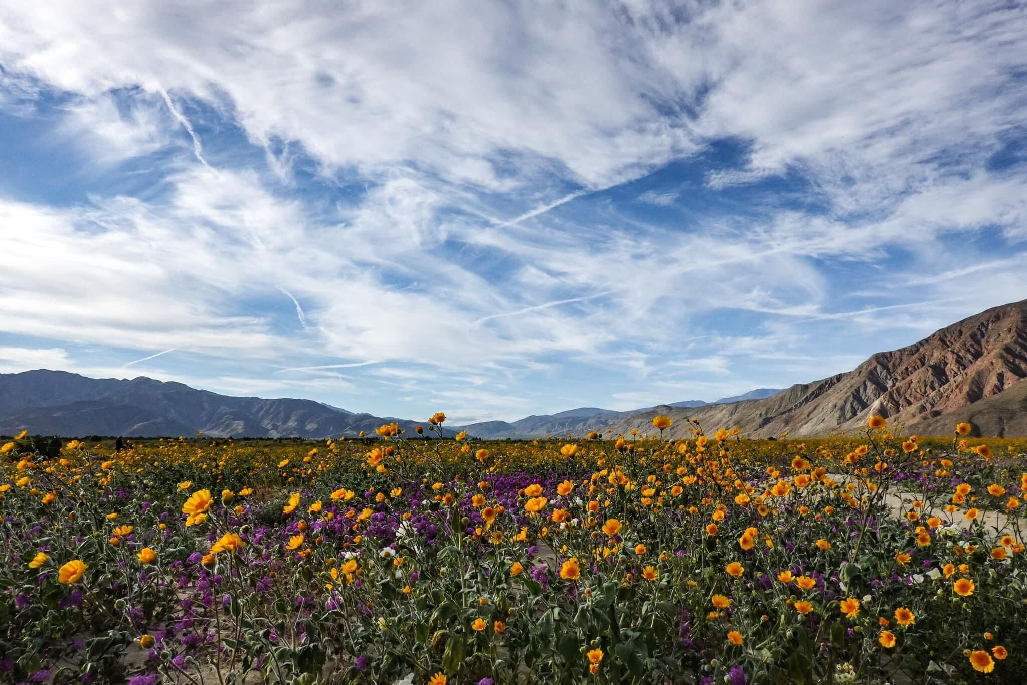 Un campo fiorito con montagne sullo sfondo.
