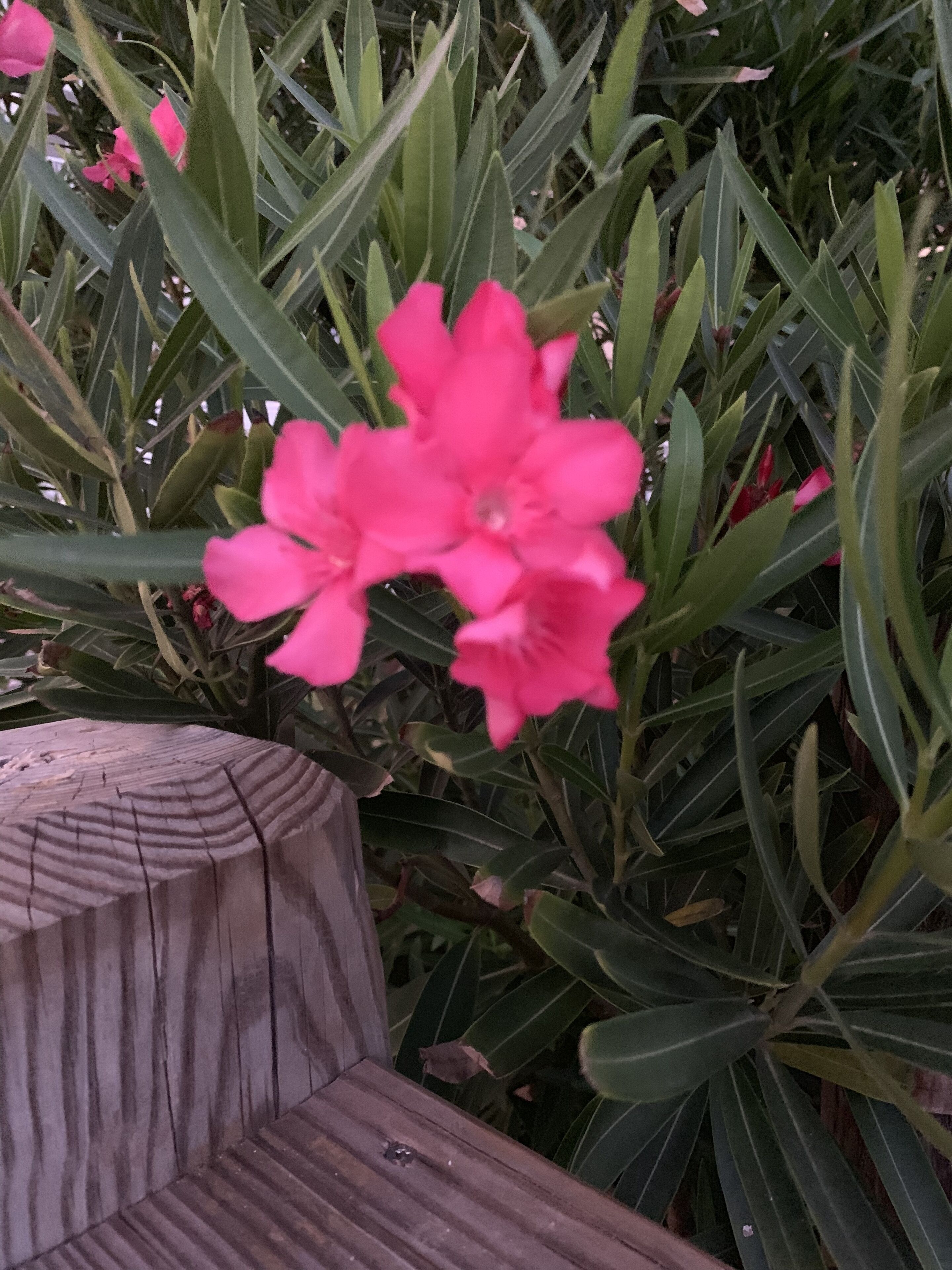 Photo - Sea Dip Oceanfront