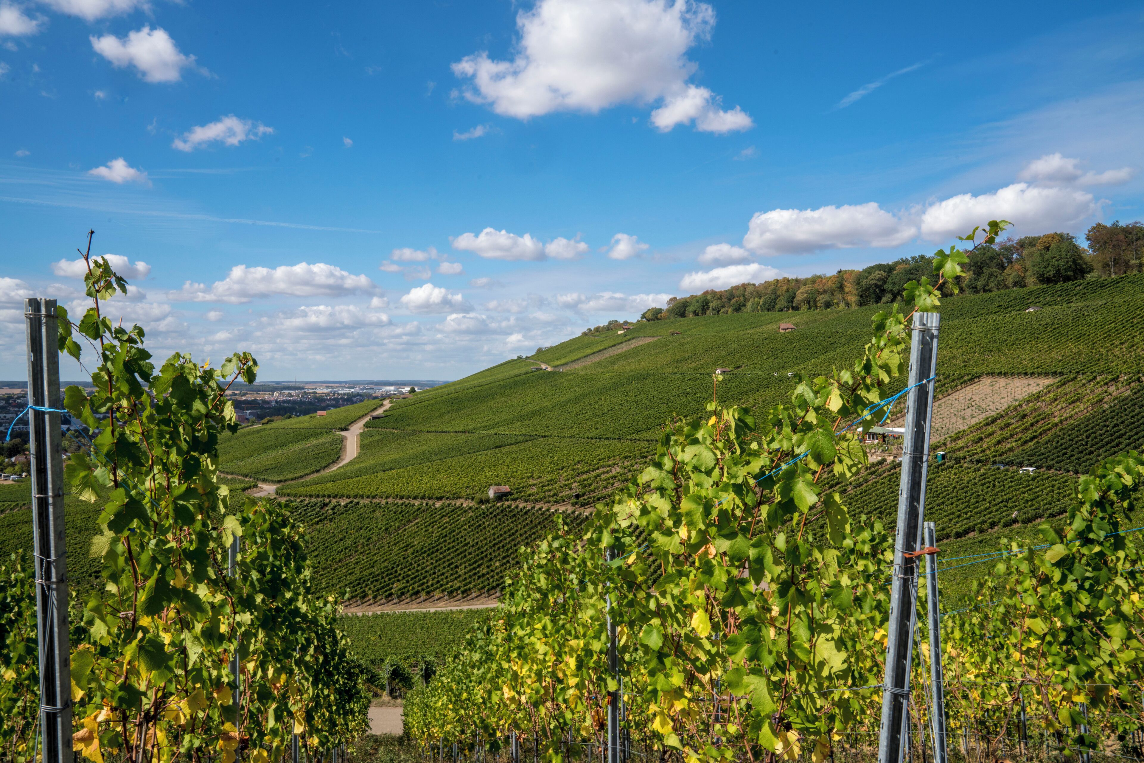 A vineyard with rows of grapevines and a clear blue sky.