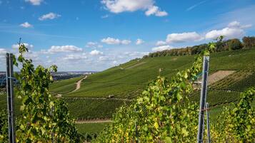 A vineyard with rows of grapevines and a clear blue sky.