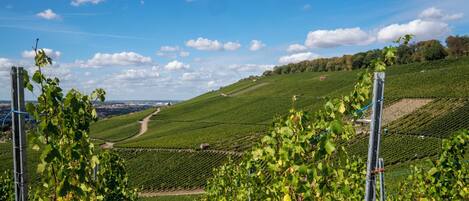 A vineyard with rows of grapevines and a clear blue sky.