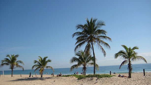 A beach with palm trees and the ocean.