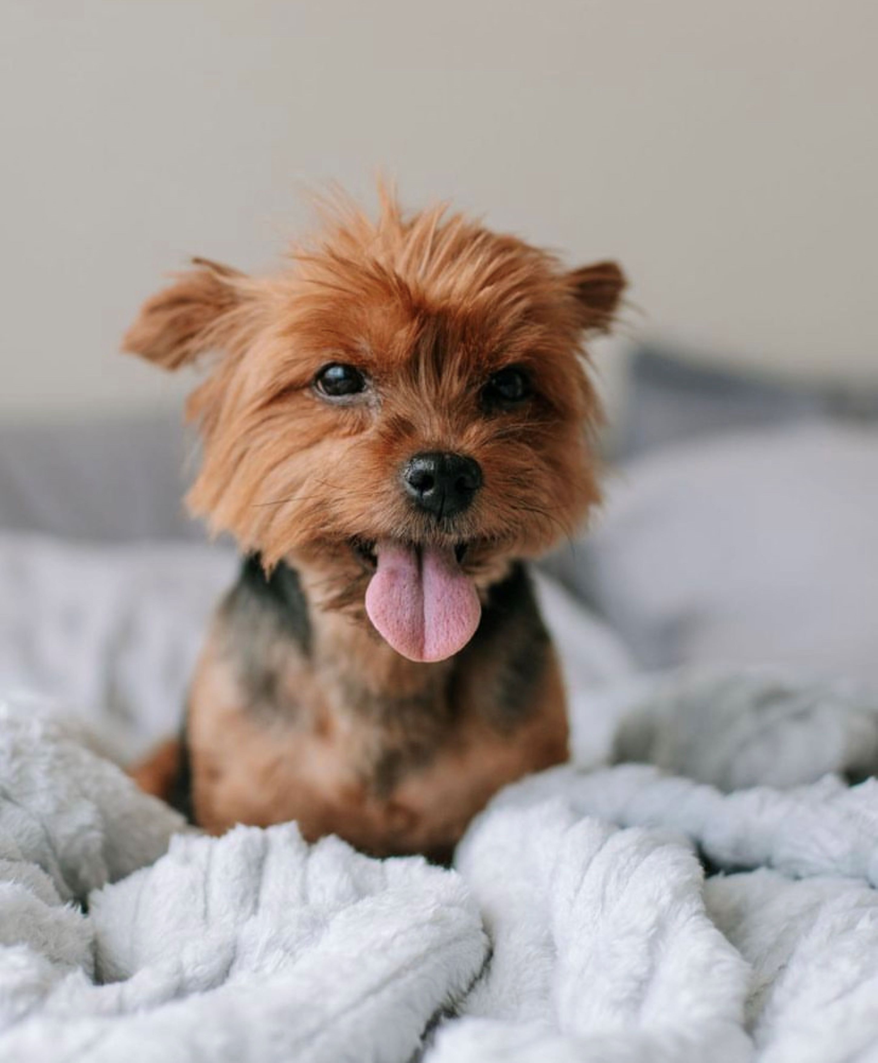 Un petit chien à la fourrure marron et aux taches noires, assis sur une couverture blanche à texture particulière.