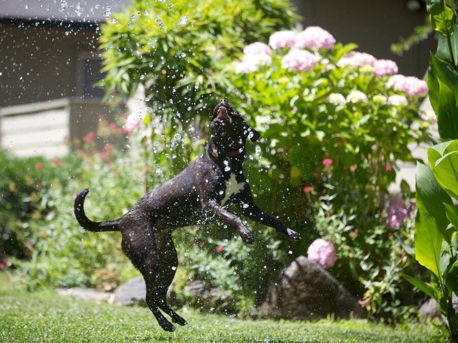 Un perro saltando en un jardín con flores y follaje.