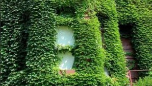 A corner building with a bay window partially covered by green ivy.