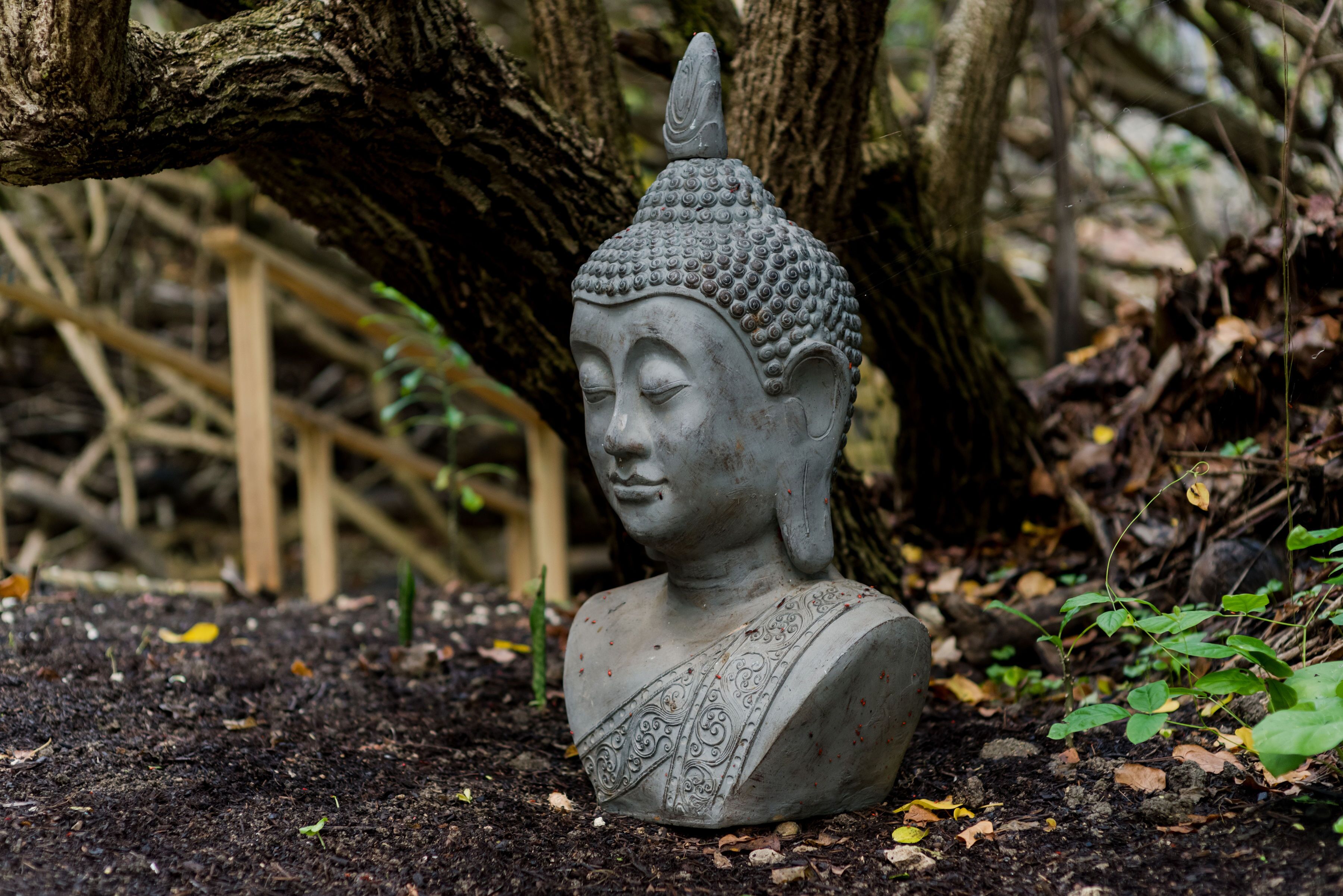 Eine Buddha-Statue in einer natürlichen Umgebung mit Bäumen und Vegetation im Hintergrund.