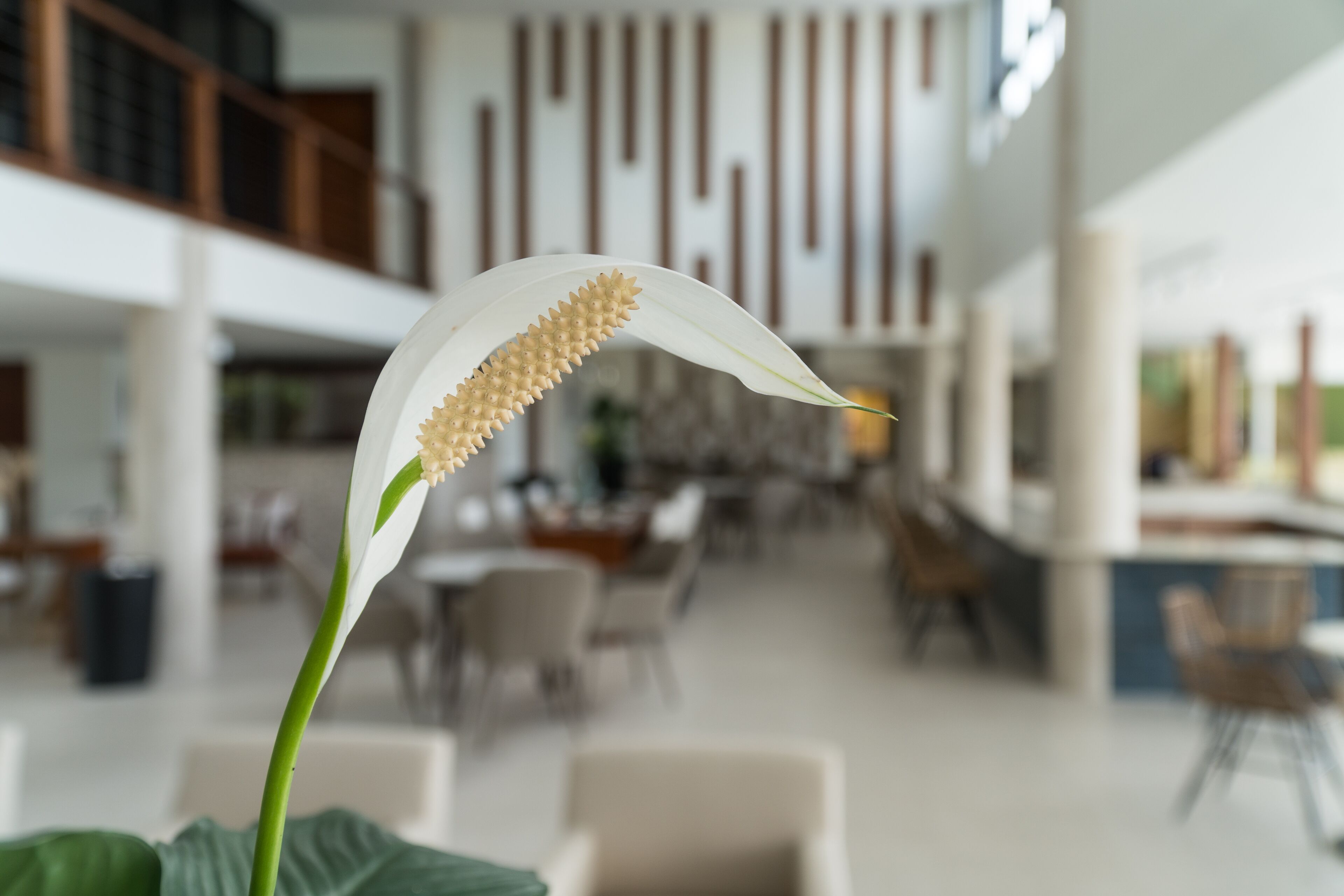 Een modern interieur met de nadruk op een witte bloem op de voorgrond.