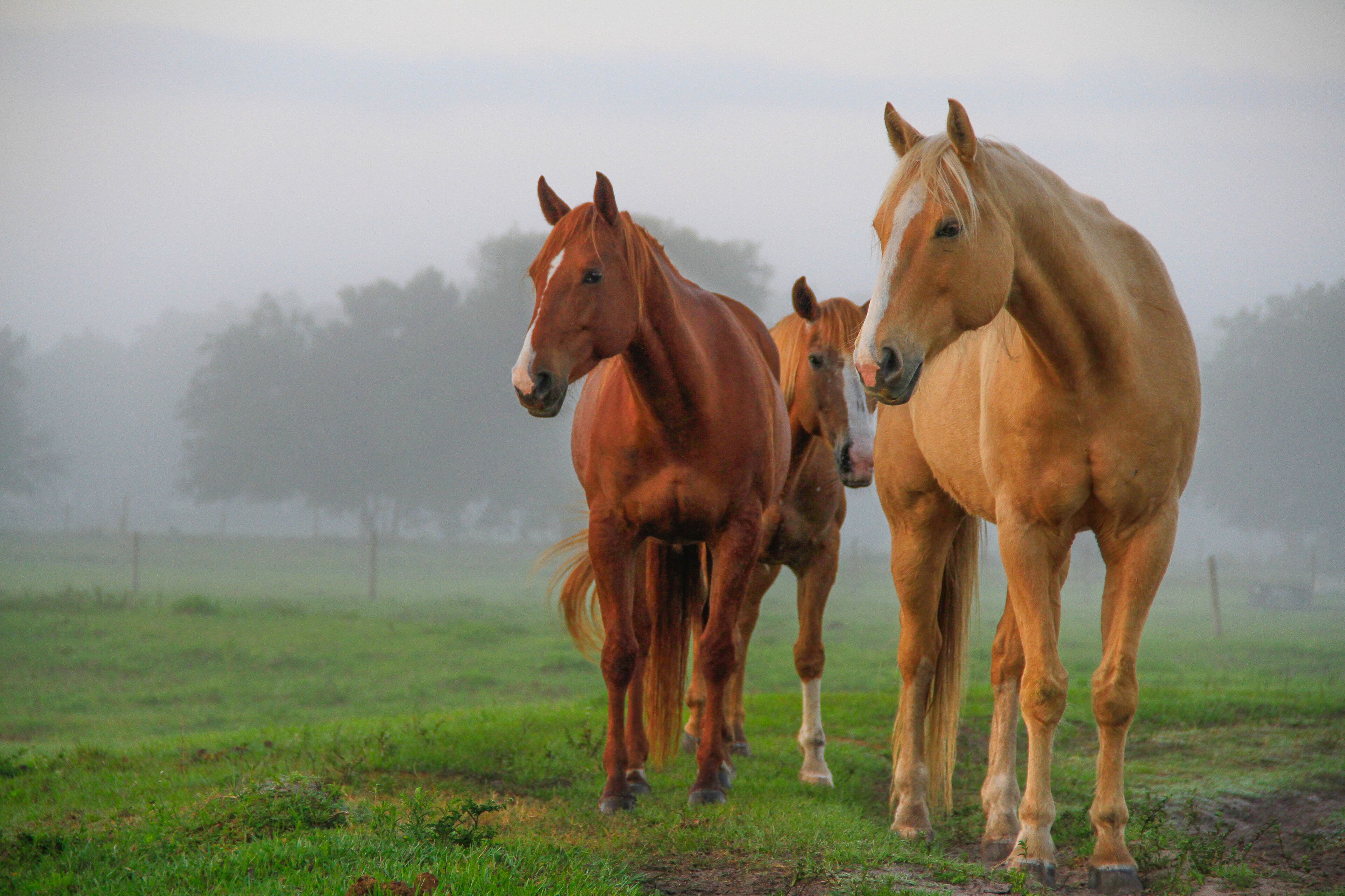A group of horses in a misty field.