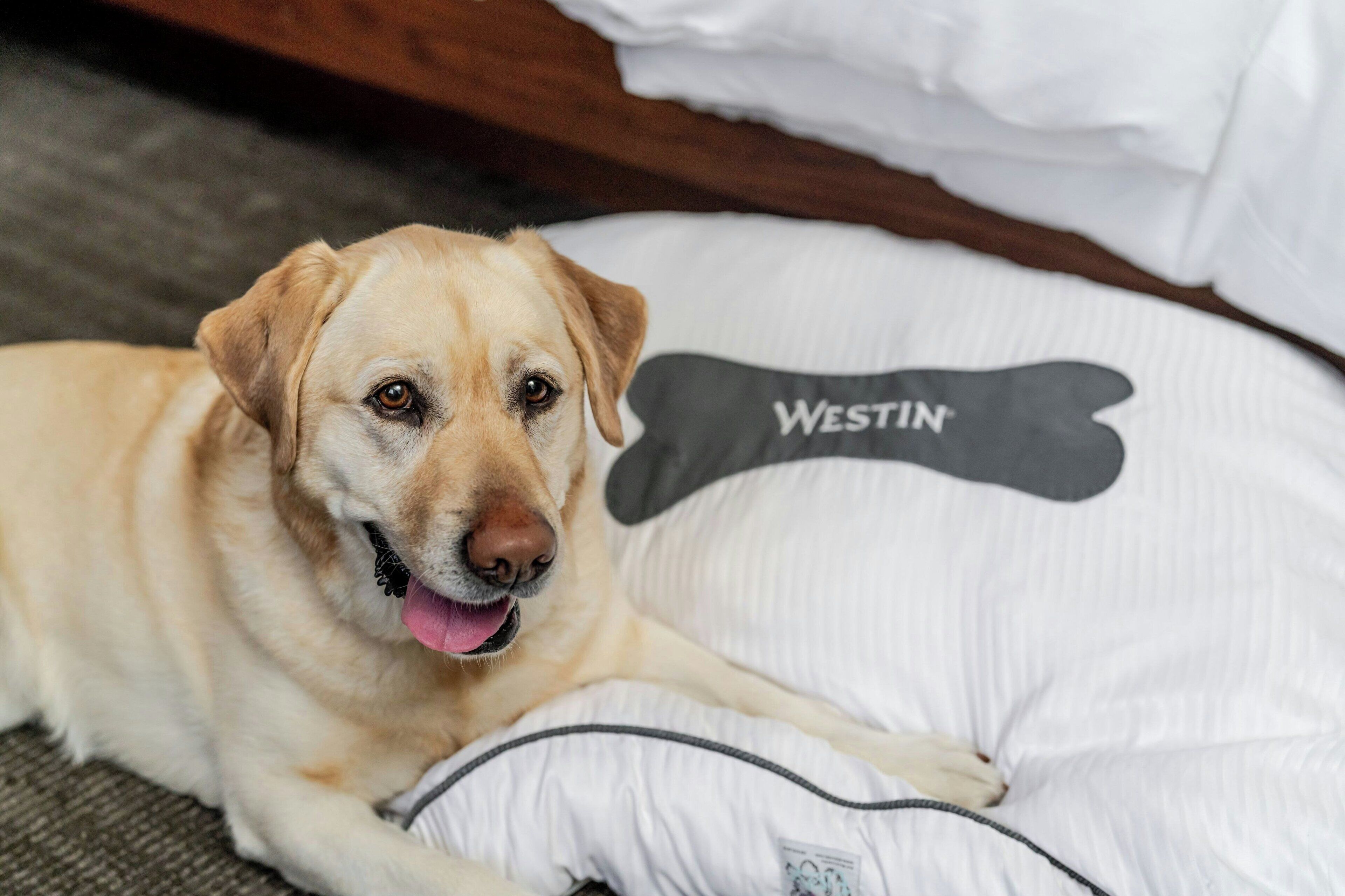 Ein Hund liegt auf einem Bett mit einem Kopfkissen mit dem Aufdruck „WESTIN“.