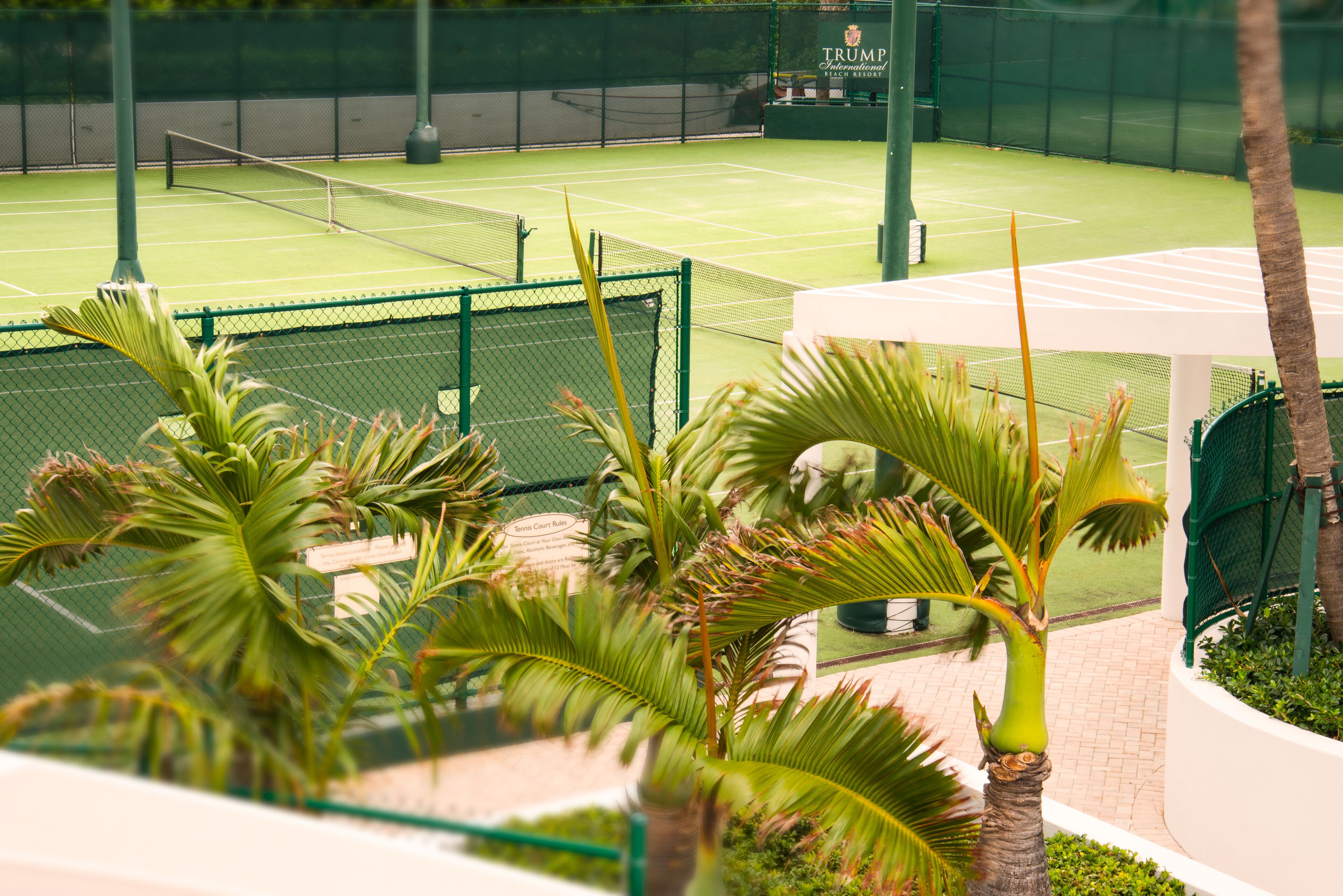 A tennis court with a net, surrounded by palm trees and a fence.