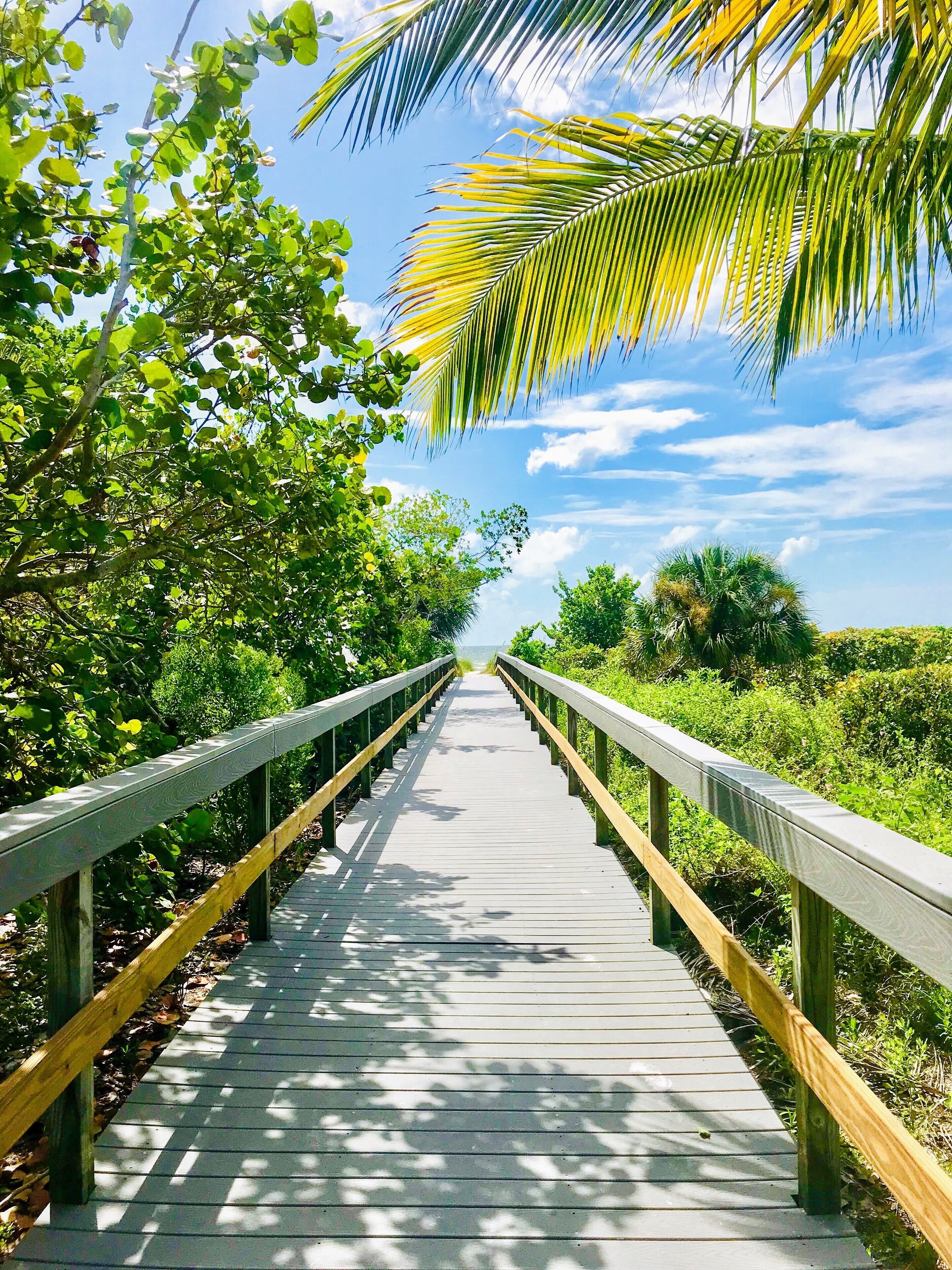 A wooden boardwalk with railings, surrounded by lush greenery and palm trees.