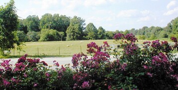 A rural landscape with a field, trees, and a road.