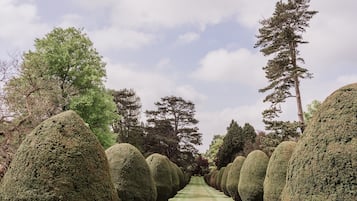 A pathway flanked by neatly trimmed topiary trees and tall, slender trees, leading through a landscaped area.
