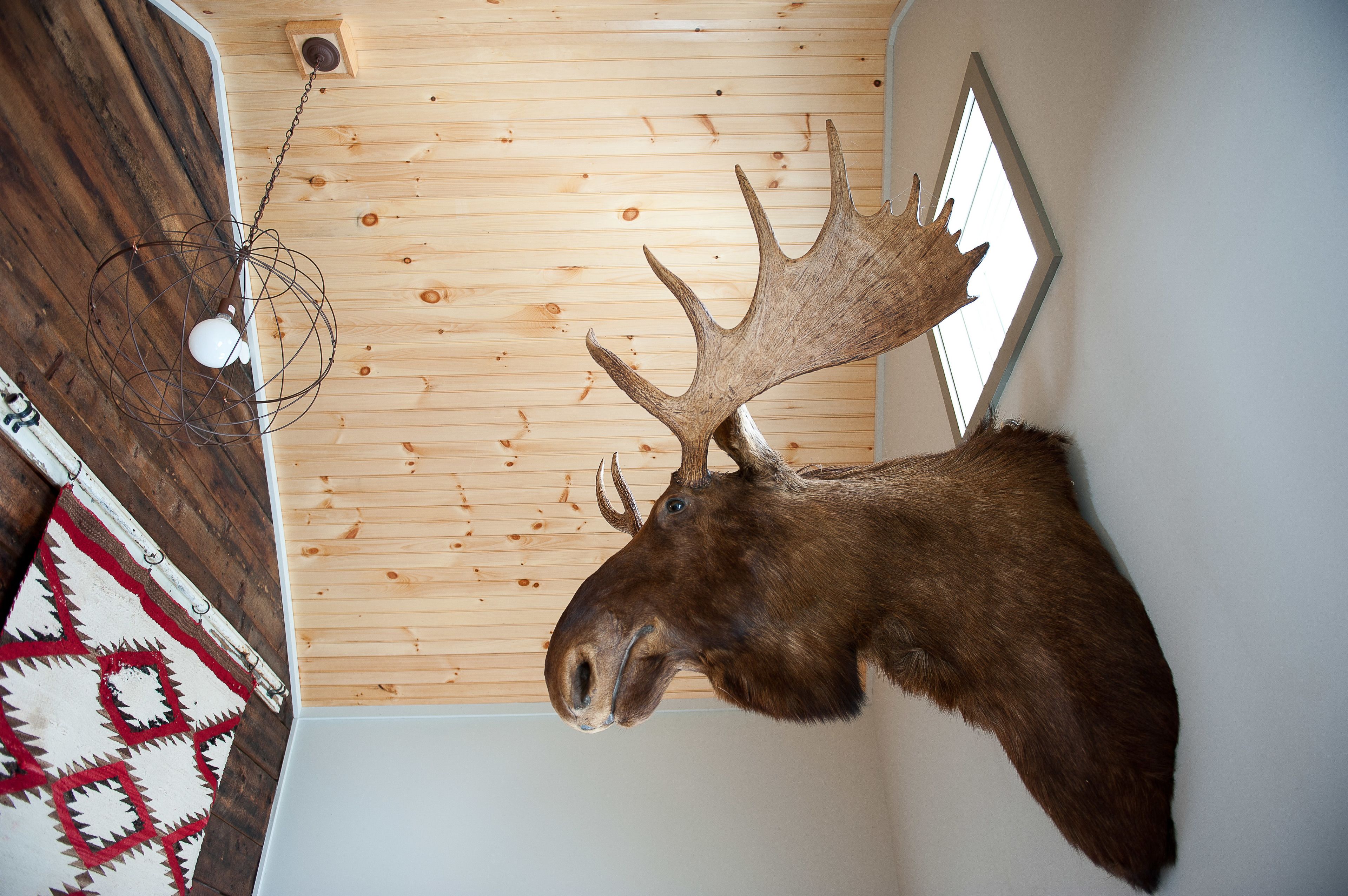 A room with a wooden ceiling, a mounted moose head, and a hanging light fixture.