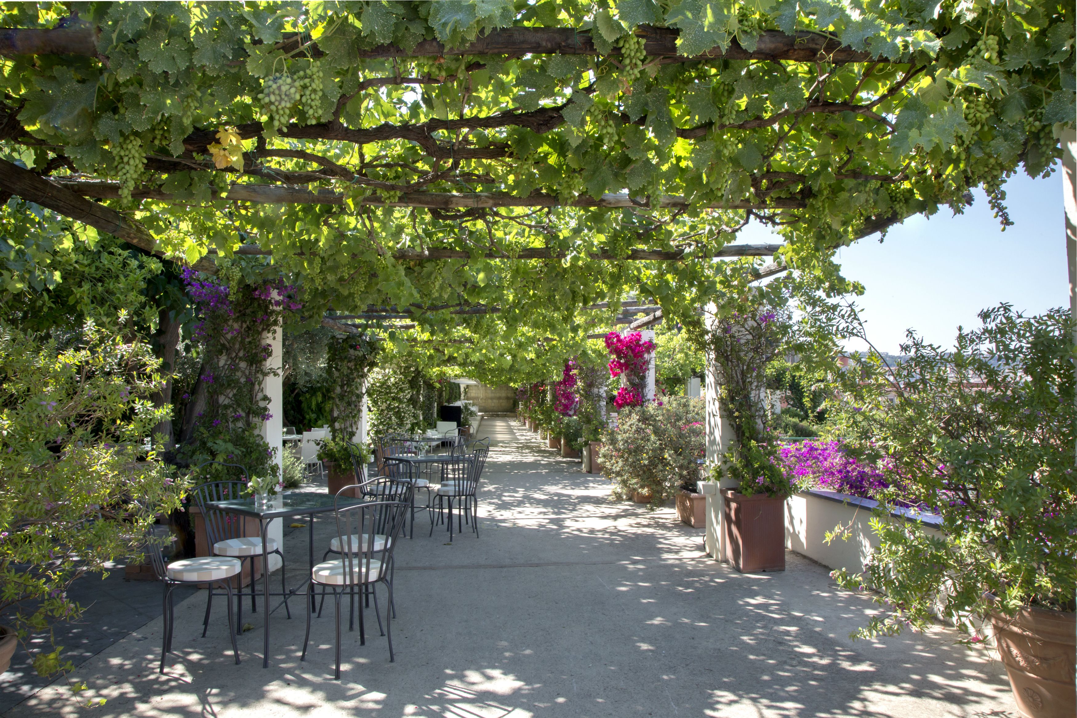 Un patio al aire libre con mesas y sillas, rodeado de plantas en macetas y una pérgola cubierta de parras.