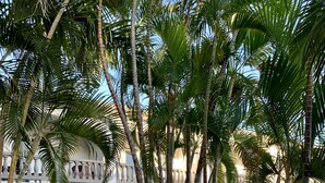 A hotel with a stone-paved entrance, palm trees, and a balcony with a railing. - Lazy Parrot Inn (Rincon)