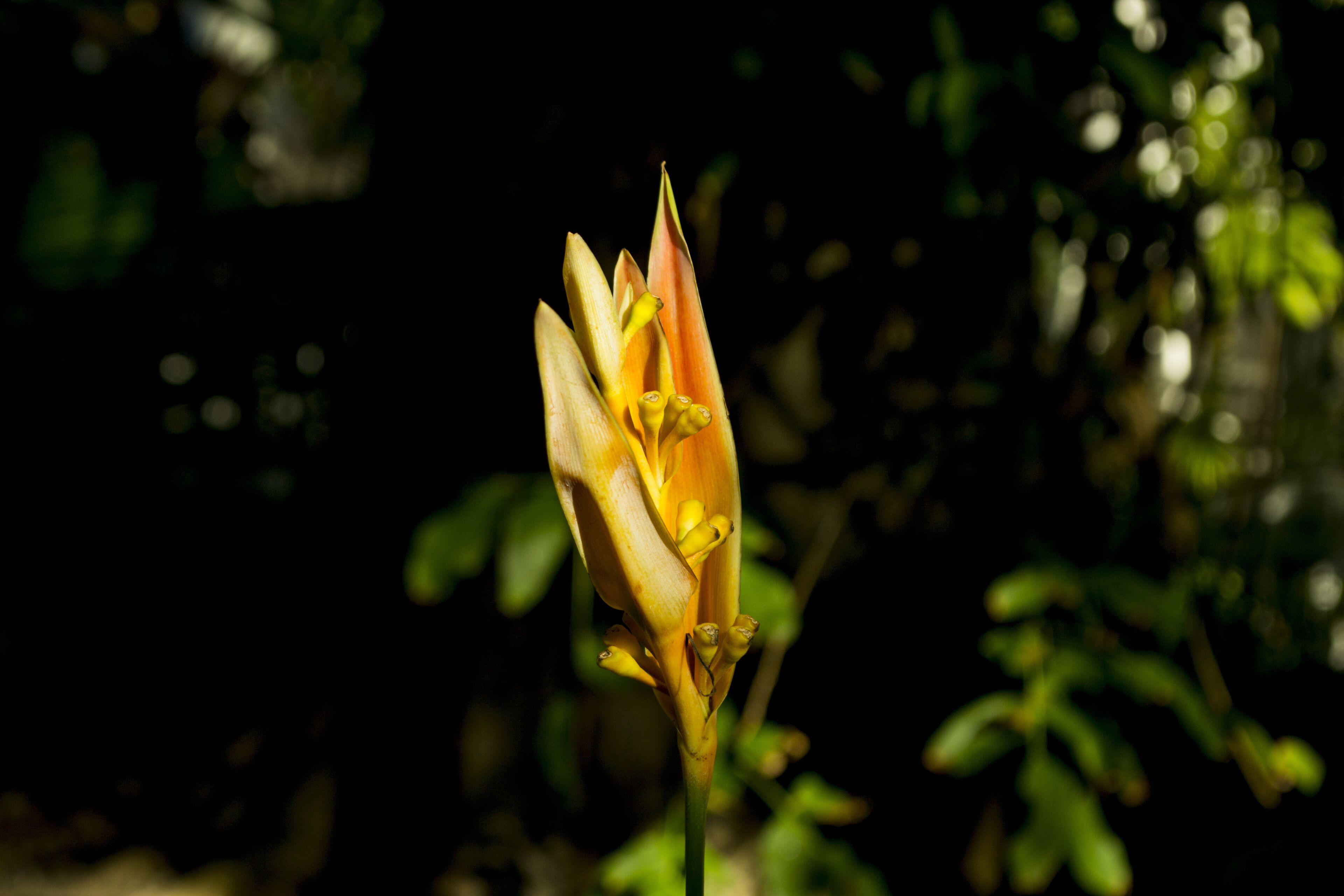 Un capullo de flor con múltiples pétalos y una estructura central, sobre un fondo oscuro con algo de follaje.