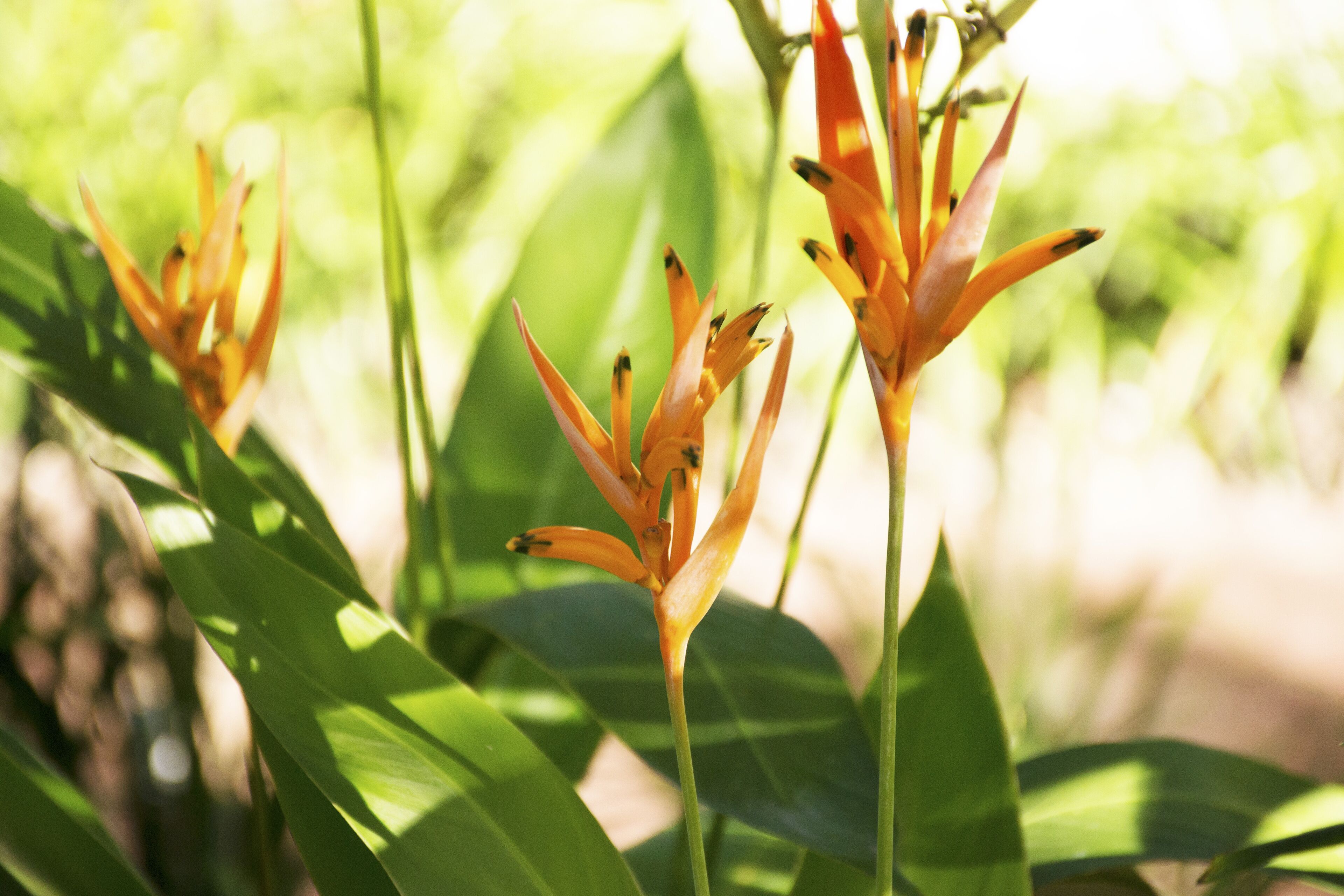 A plant with orange flowers and green leaves.