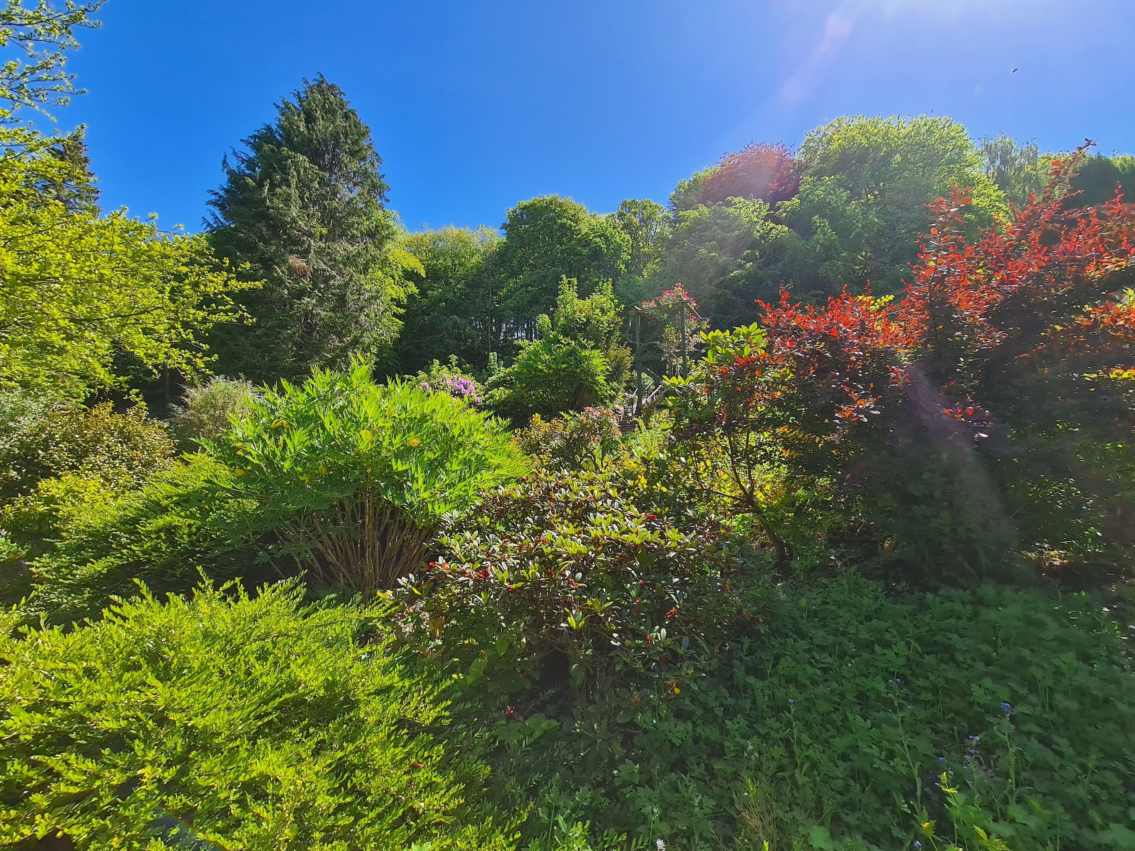 Un exuberante jardín con follaje denso y diversas plantas.