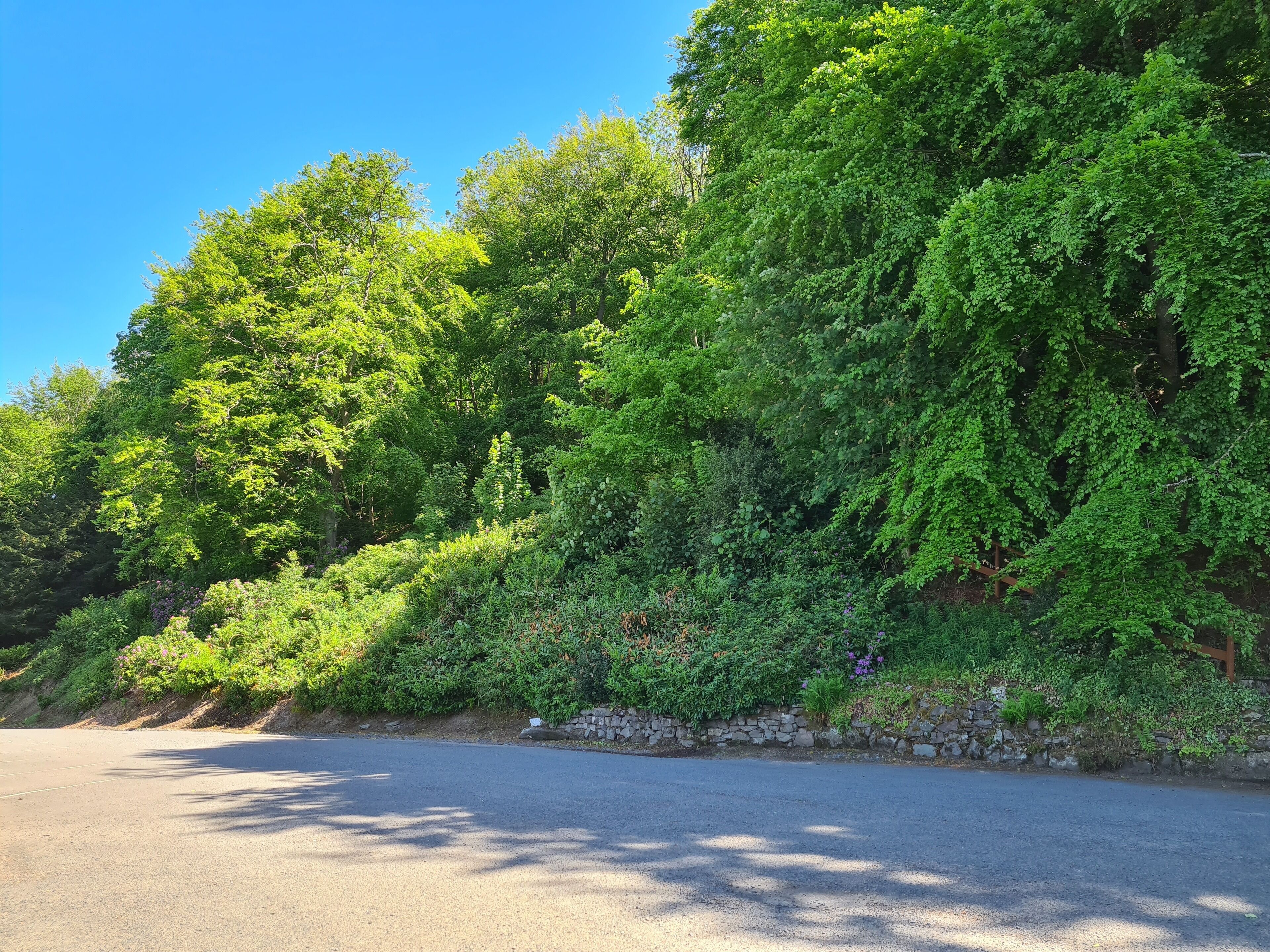 A road bordered by dense green foliage and a stone wall.