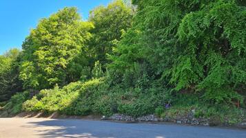 A road bordered by dense green foliage and a stone wall.
