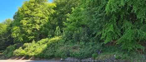 A road bordered by dense green foliage and a stone wall.