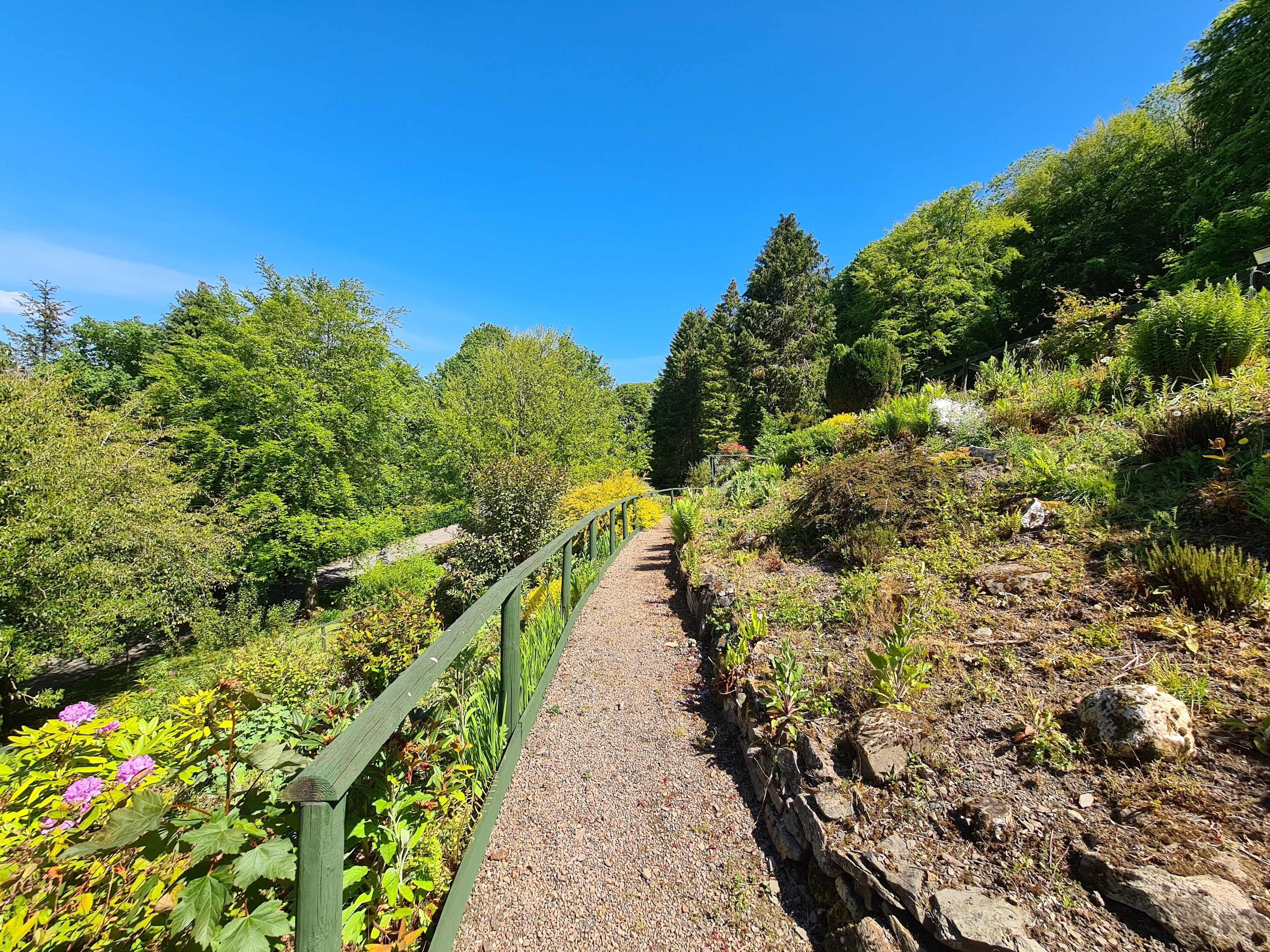 A gravel path flanked by lush greenery and a wooden fence.