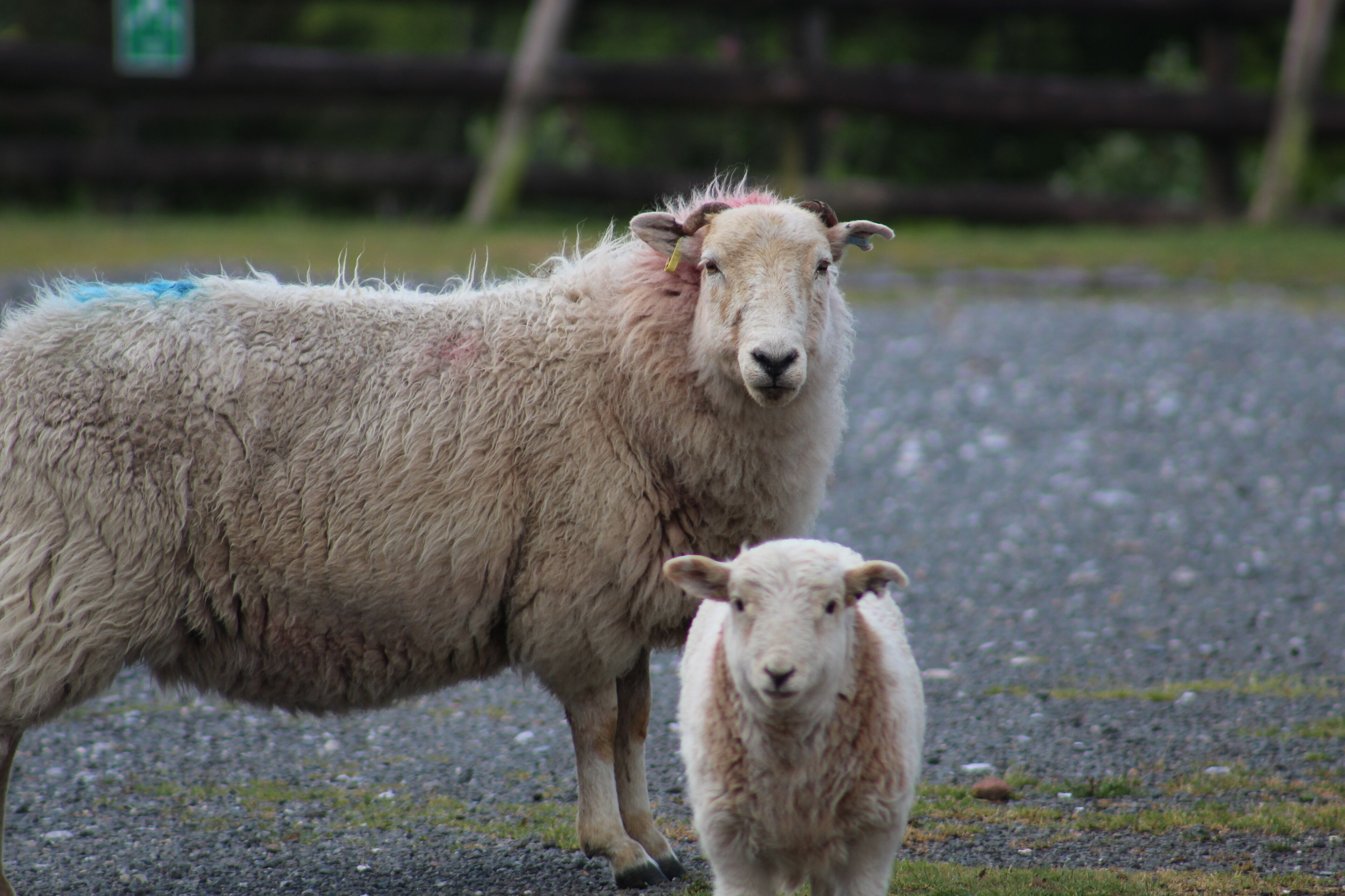 Een schaap en zijn lam staan op een grindpad.