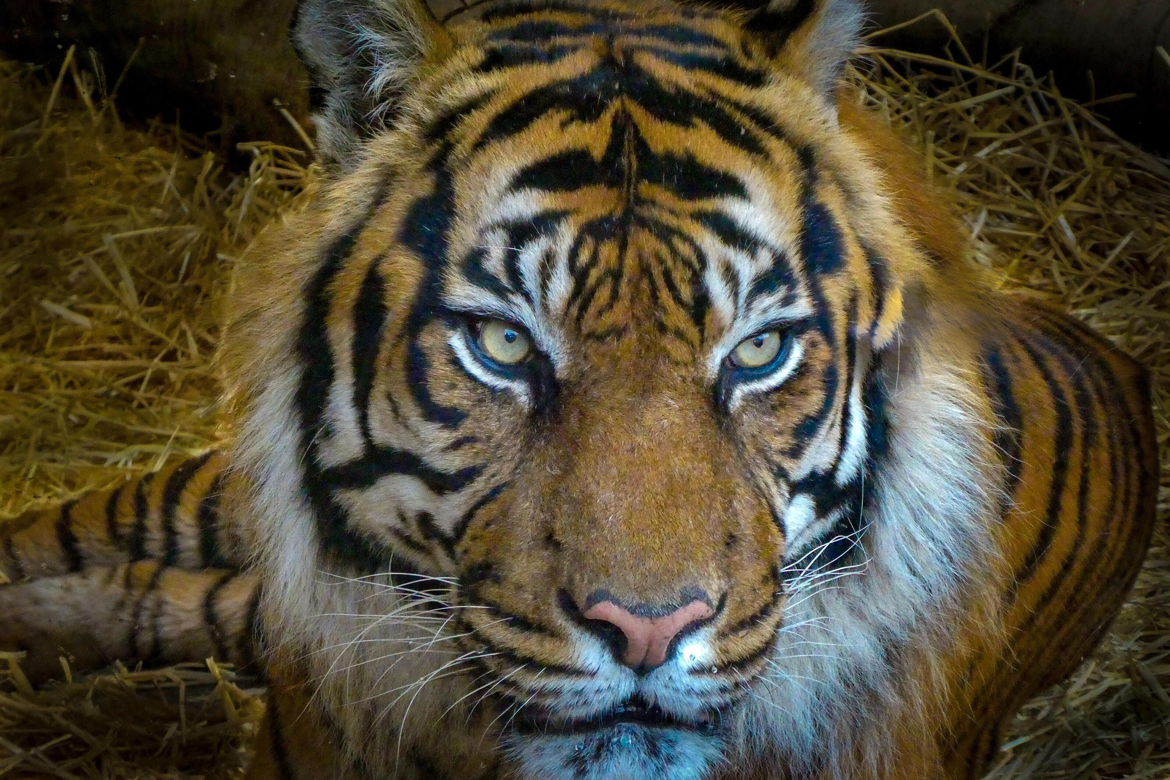 Foto - The Haymarket Hotel